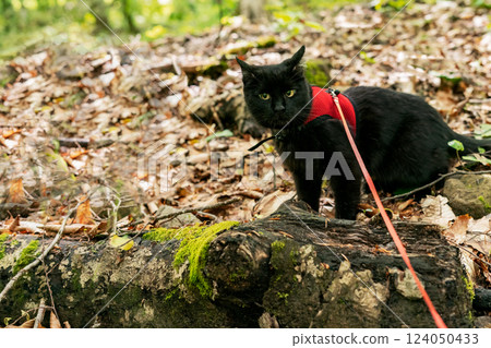 Curious black cat wearing red harness with leash exploring an autumn forest with fallen leaves Traveling with pets and walking cat Copy space Curious black cat wearing red harness with leash exploring an autumn forest with fallen leaves Traveling with pets and walking cat Copy space 124050433