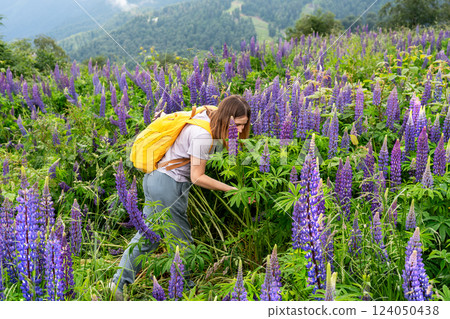 young woman with yellow backpack carefully examining wild lupine flowers in lush mountain meadow, surrounded by vibrant purple blossoms and green foliage, picturesque landscape , eco-tourism 124050438
