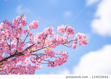 Kawazu Cherry Blossom Festival: The contrast between the cherry blossoms in full bloom and the blue sky 124050684