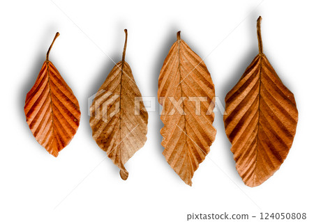 Autumnal Leaves Display: a close-up studio shot highlighting the intricate patterns of four dried, vibrant brown leaves, casting a subtle shadow beneath them. Autumnal Leaves Display: a close-up studio shot highlighting the intricate patterns of four dried, vibrant brown leaves, casting a subtle shadow beneath them. 124050808