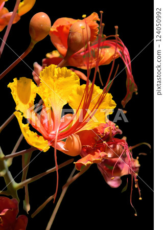 Colorful Flowers Macro isolated Colorful Flowers Macro isolated 124050992