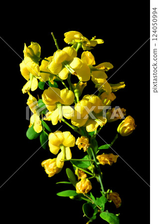 Colorful Flower Macro isolated 124050994