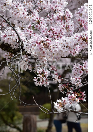 人們在春天公園享受盛開的櫻花 人們在春天公園享受盛開的櫻花 124051141