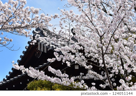 被櫻花包圍的寺院 被櫻花包圍的寺院 124051144