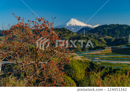 (Shizuoka Prefecture) Mt. Fuji seen over the Yoshiwara tea fields with its persimmons turning red (Shizuoka Prefecture) Mt. Fuji seen over the Yoshiwara tea fields with its persimmons turning red 124051162