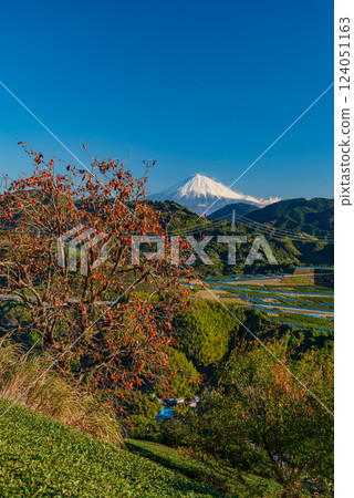 (Shizuoka Prefecture) Mt. Fuji seen over the Yoshiwara tea fields with its persimmons turning red (Shizuoka Prefecture) Mt. Fuji seen over the Yoshiwara tea fields with its persimmons turning red 124051163