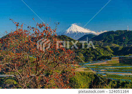 (Shizuoka Prefecture) Mt. Fuji seen over the Yoshiwara tea fields with its persimmons turning red (Shizuoka Prefecture) Mt. Fuji seen over the Yoshiwara tea fields with its persimmons turning red 124051164