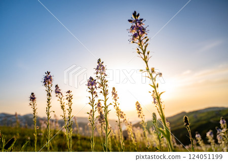 Blooming wild flowers on alpine meadow with picturesque view of green hills in rays of sunset  124051199