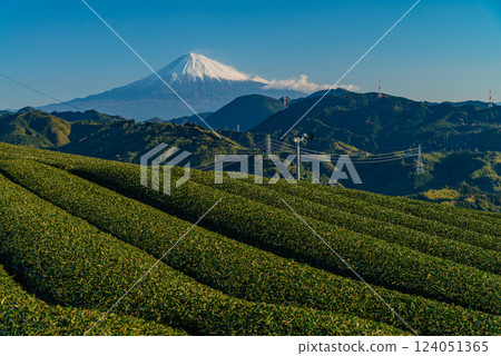 （靜岡縣）秋季茶田上的富士山 124051365