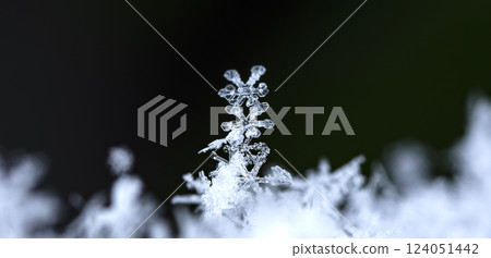 snowflakes, winter card, crystals of snow snowflakes, winter card, crystals of snow 124051442
