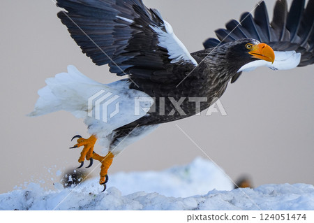 A Steller's sea eagle takes off from the breakwater of Rausu Port, Shiretoko Peninsula 124051474