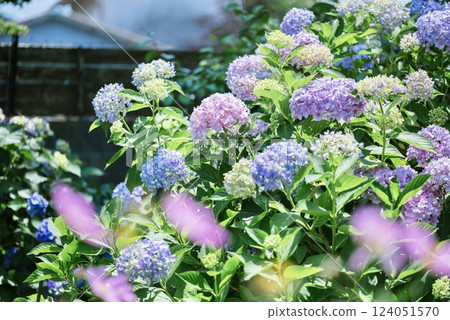 Pastel color hydrangea 124051570