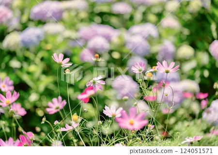 Hydrangea through cosmos 124051571