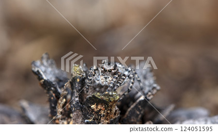picture of a live spider, an insect 124051595