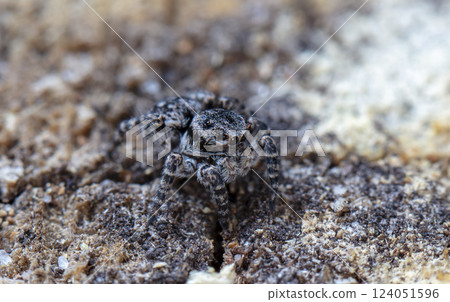picture of a live spider, an insect 124051596