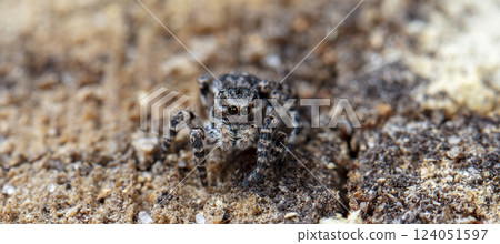 picture of a live spider, an insect 124051597