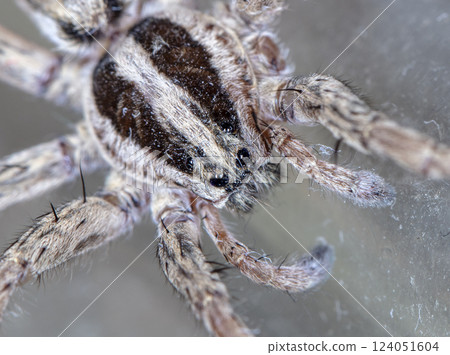 picture of a live spider, an insect picture of a live spider, an insect 124051604