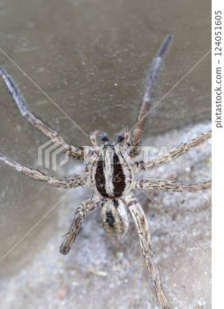 picture of a live spider, an insect 124051605