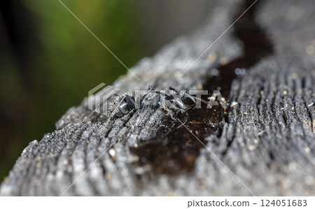 big forest ants in a native habitat big forest ants in a native habitat 124051683