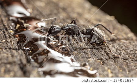 big forest ants in a native habitat 124051684