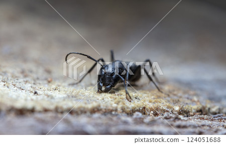 big forest ants in a native habitat big forest ants in a native habitat 124051688