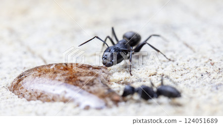 big forest ants in a native habitat big forest ants in a native habitat 124051689