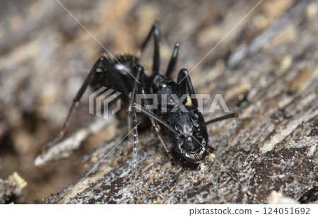 big forest ants in a native habitat 124051692
