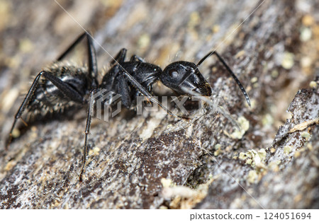 big forest ants in a native habitat 124051694