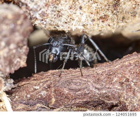 big forest ants in a native habitat 124051695