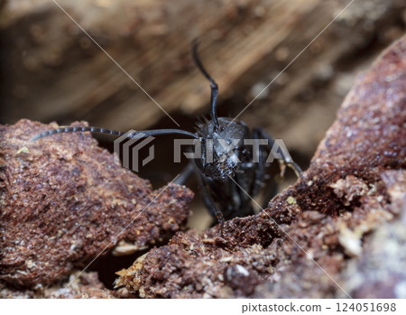 big forest ants in a native habitat big forest ants in a native habitat 124051698