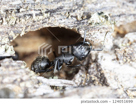 big forest ants in a native habitat 124051699