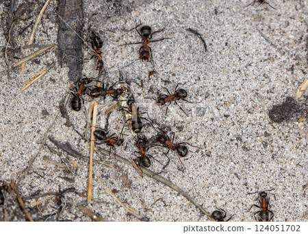big forest ants in a native habitat big forest ants in a native habitat 124051702