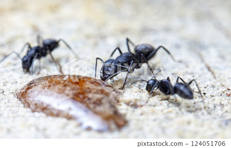 big forest ants in a native habitat big forest ants in a native habitat 124051706