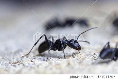 big forest ants in a native habitat 124051707