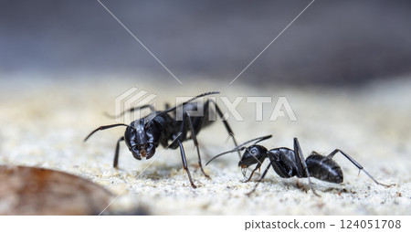 big forest ants in a native habitat big forest ants in a native habitat 124051708