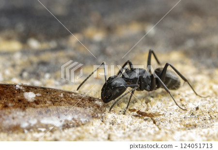 big forest ants in a native habitat big forest ants in a native habitat 124051713