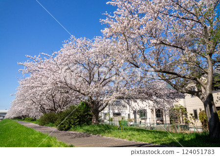 Cherry tree in full bloom  124051783
