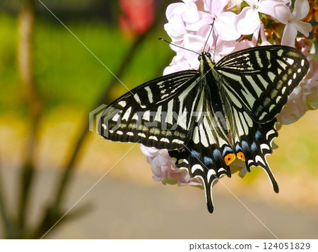 堅持花的Swallowtail蝴蝶 堅持花的Swallowtail蝴蝶 124051829
