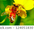 蜜蜂吮花蜜 124051830