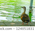 一隻鴨子看著池塘 124051831