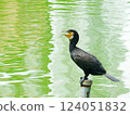 站在池塘里的鸕鶿 124051832