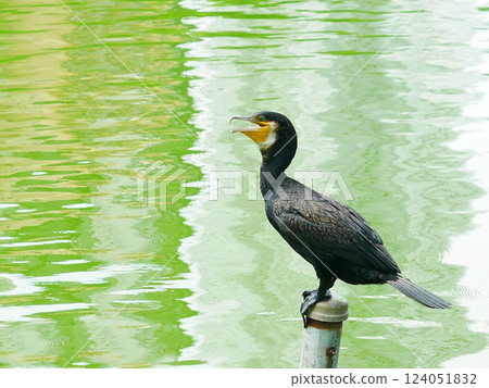 站在池塘里的鸕鶿 站在池塘里的鸕鶿 124051832