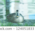 鴨子休息 124051833