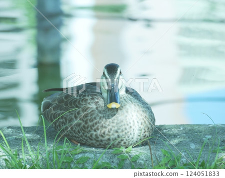 鴨子休息 124051833