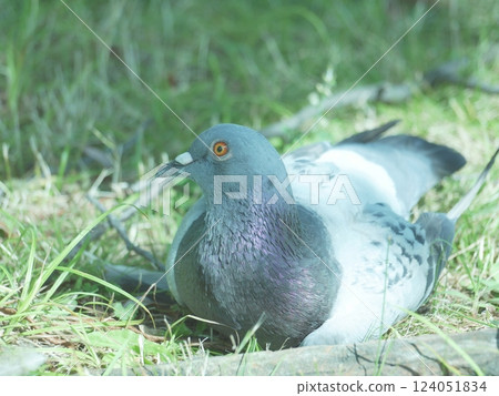 一隻陽光明媚的鴿子 一隻陽光明媚的鴿子 124051834