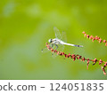 蜻蜓停在花上 124051835
