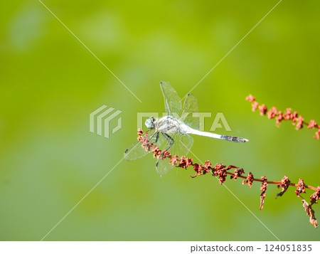 蜻蜓停在花上 124051835