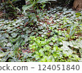 花園中成簇生長的虎耳草科植物 124051840