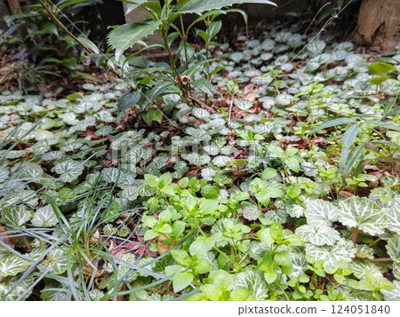 花園中成簇生長的虎耳草科植物 124051840