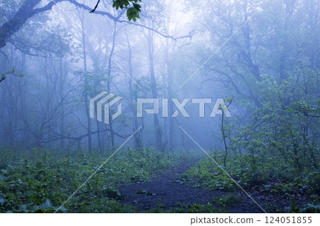 Forest in the fog Forest in the fog 124051855